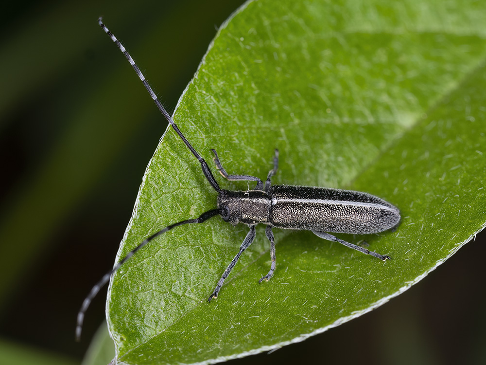 Agapanthia cardui?